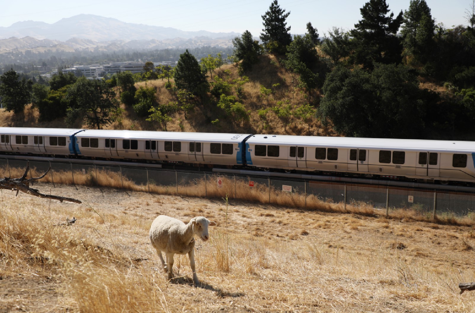 Photo of: Sheep // Bay Area Rapid Transit